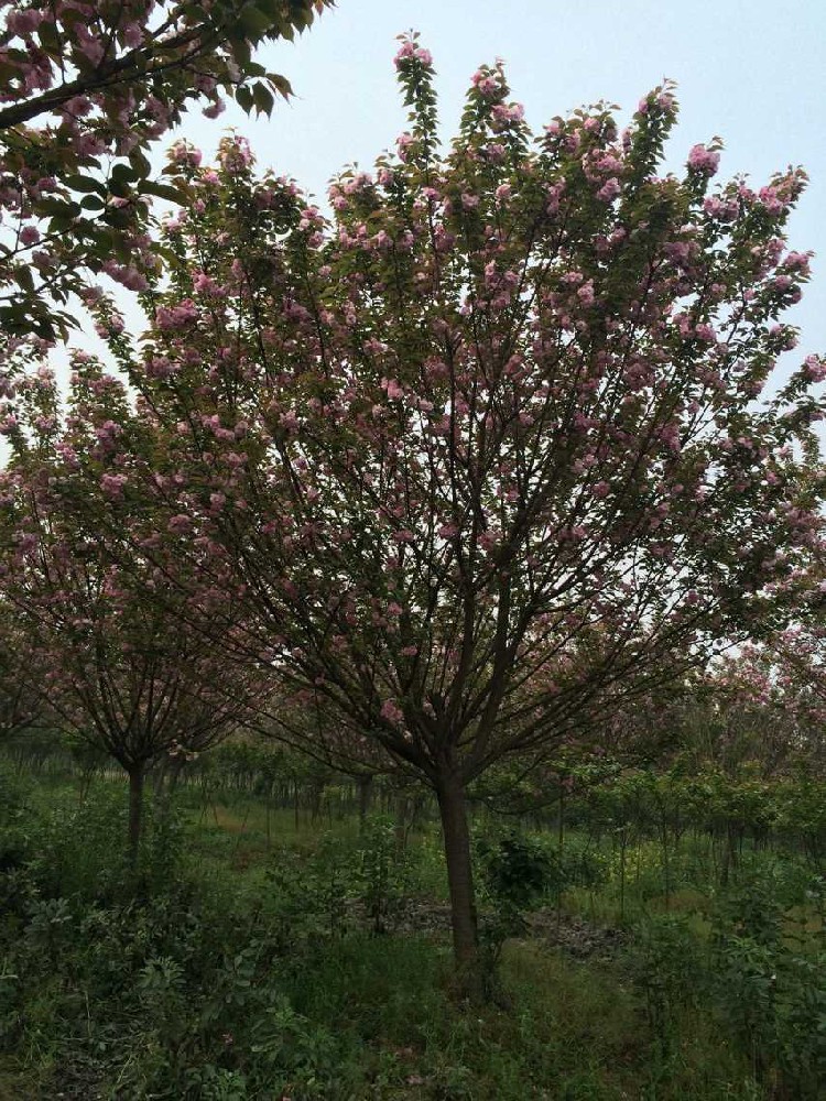 ​樱花开花一般在几月份比较漂亮