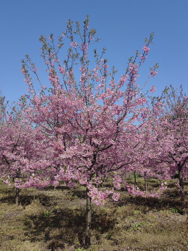 樱花树经济效益不错，未来的樱花树市场可能迎来爆发期！